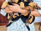 Rottweiler Puppies