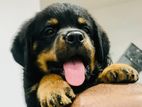 Rottweiler Puppies