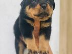 Rottweiler Puppies