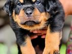 Rottweiler Puppies