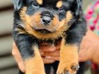 Rottweiler Puppies