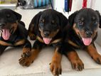 Rottweiler Puppies