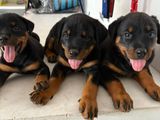 Rottweiler Puppies