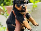 Rottweiler Puppies