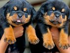 Rottweiler Puppies