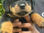 Rottweiler Puppies