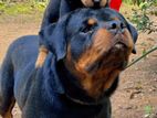 Rottweiler Puppies