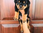 Rottweiler Puppies