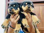 Rottweiler Puppies