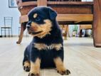 Rottweiler Puppies