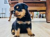 Rottweiler Puppies