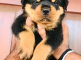 Rottweiler Puppies