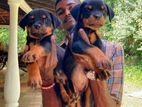 Rottweiler Puppies