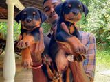 Rottweiler Puppies