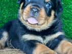 Rottweiler Puppies