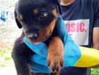 Rottweiler puppies