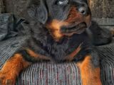 Rottweiler Puppies