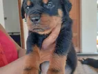 Rottweiler Puppies