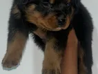 Rottweiler Puppies