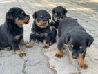 Rottweiler Puppies