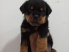 Rottweiler Puppies
