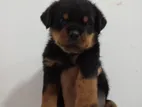 Rottweiler Puppies