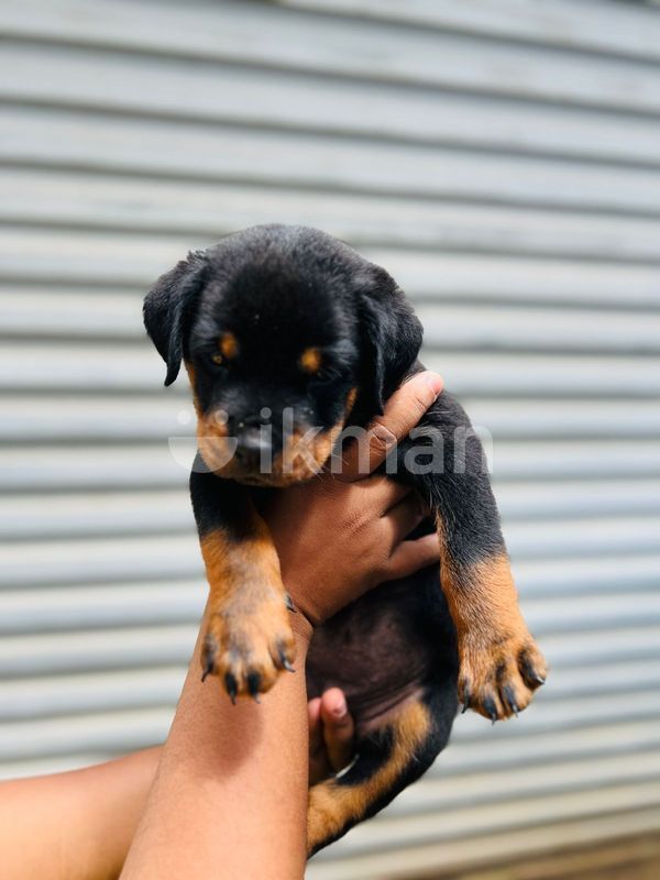Rottweiler Puppies for Sale in Ja-Ela ikman