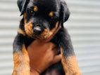 Rottweiler Puppies