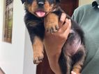 Rottweiler Puppies