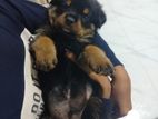 Rottweiler Puppies