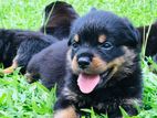 Rottweiler Puppies
