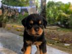 Rottweiler Puppies