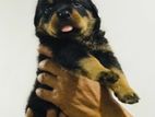 Rottweiler Puppies
