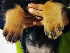 Rottweiler Puppies