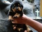 Rottweiler Puppies