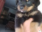 Rottweiler Puppies