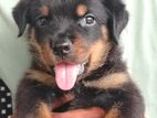 Rottweiler Puppies
