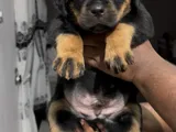 Rottweiler Puppies