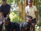 Rottweiler Puppies