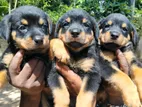 Rottweiler Puppies