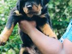 Rottweiler Puppies