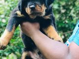 Rottweiler Puppies