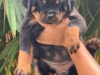 Rottweiler Puppies