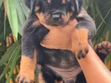 Rottweiler Puppies