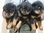 Rottweiler Puppies