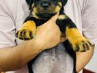 Rottweiler Puppies
