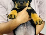 Rottweiler Puppies