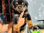 Rottweiler Puppies
