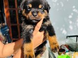 Rottweiler Puppies