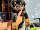 Rottweiler Puppies